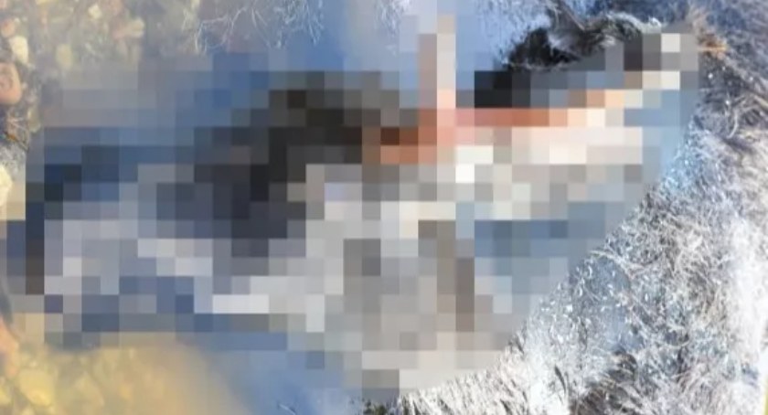 Zastrzelili łosia? (drastyczne zdjęcia)