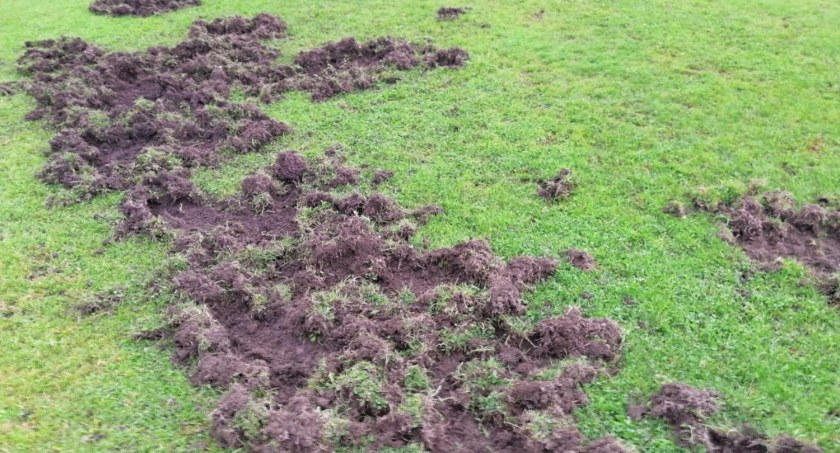 Dziki zniszczyły murawę stadionu w Piechowicach