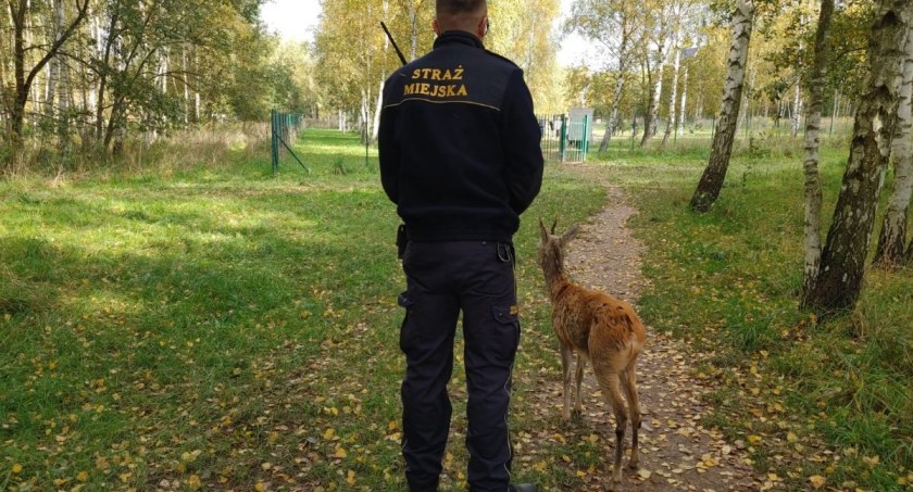 Strażnicy na pomoc zwierzętom