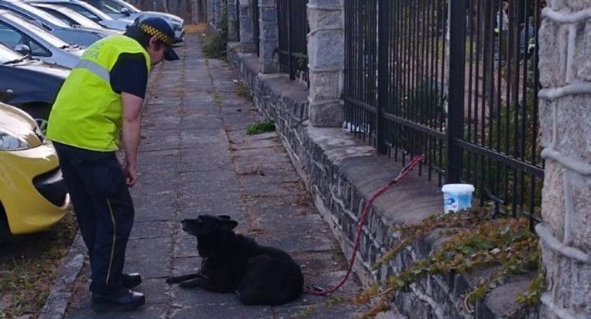 Pies kilka godzin był przywiązany do płotu - trafił do schroniska