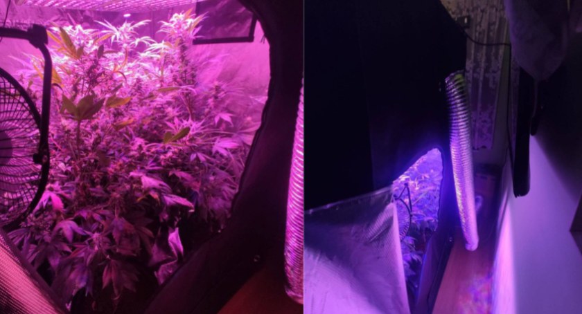 Para uprawiała ziele konopi i produkowała marihuanę. Zostali zatrzymani