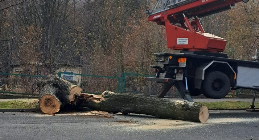 Wycinka drzew w centrum Świeradowa-Zdroju