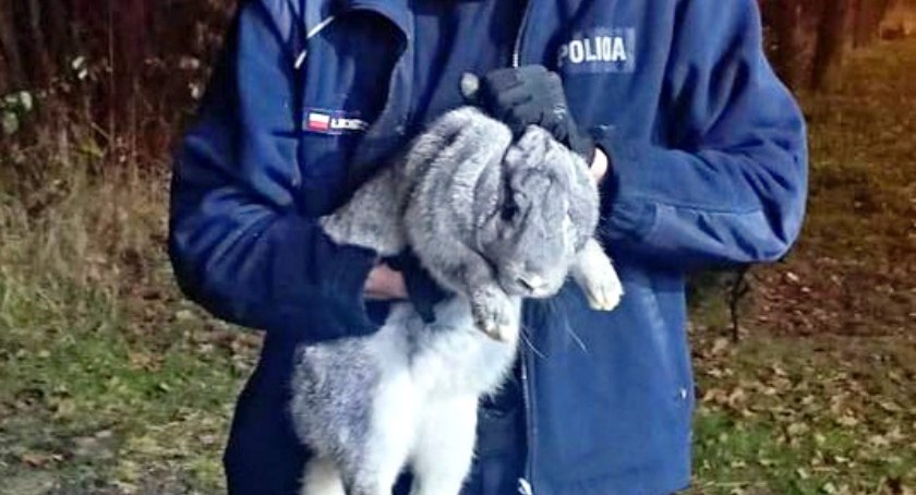 Policjant z płonącej altany wyciągnął królika