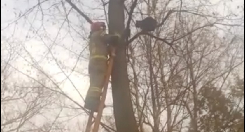 Uratowali kotka, który utknął wysoko na drzewie. Zobacz nagranie