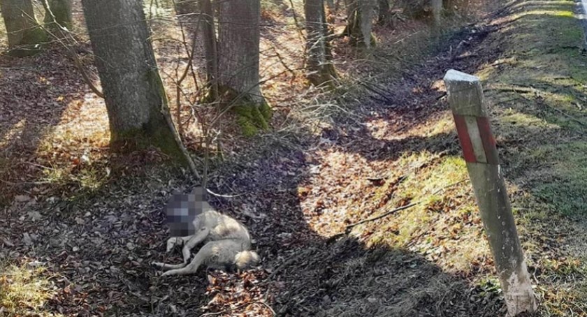 Potrącony wilk na drodze wojewódzkiej