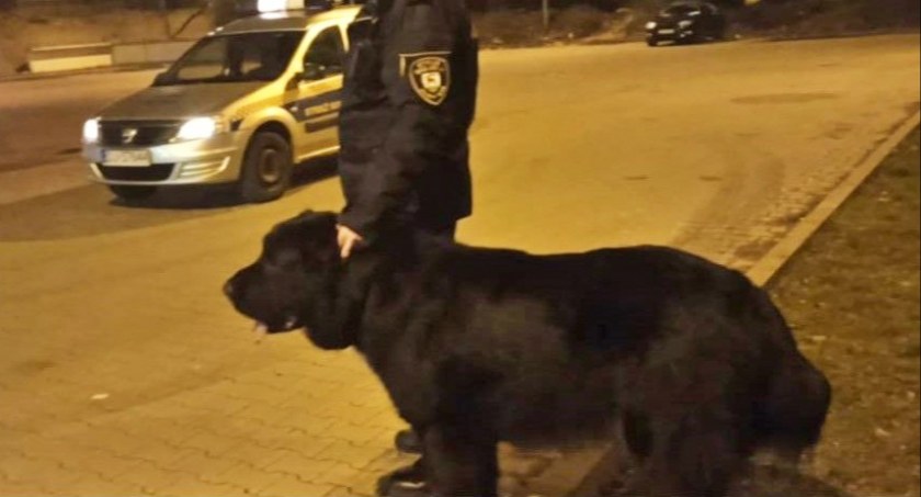 Do strażników miejskich wpłynęło zgłoszenie o groźnym psie