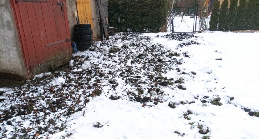 Jelenia Góra - Dziki wtargnęły na posesję i zniszczyły ogródek