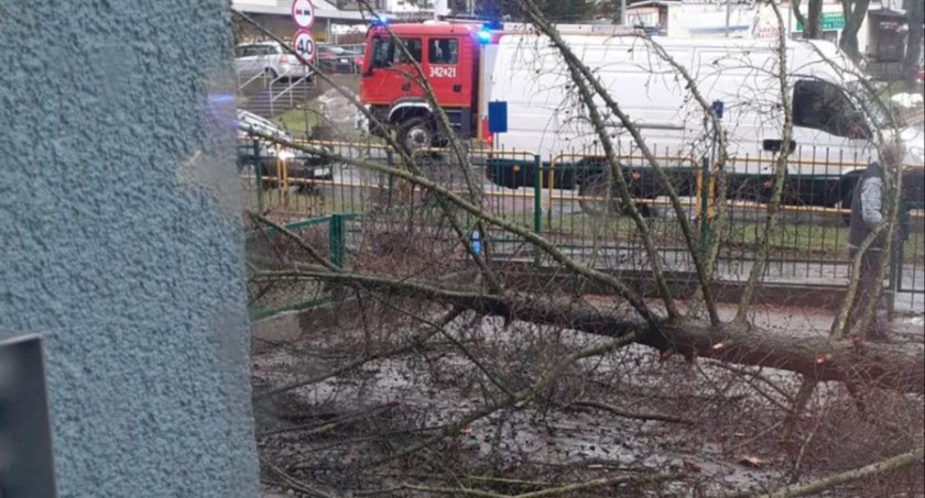 Przy szkole zawaliło się drzewo