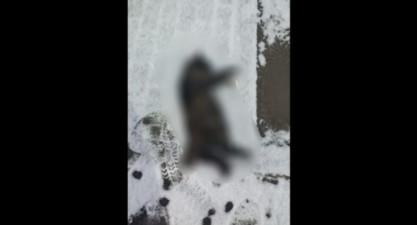 Martwa kotka na alei Wojska Polskiego. Czy koty powinny być wypuszczane luzem na dwór?