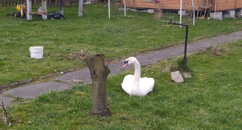 Ranny łabędź na ogródkach działkowych