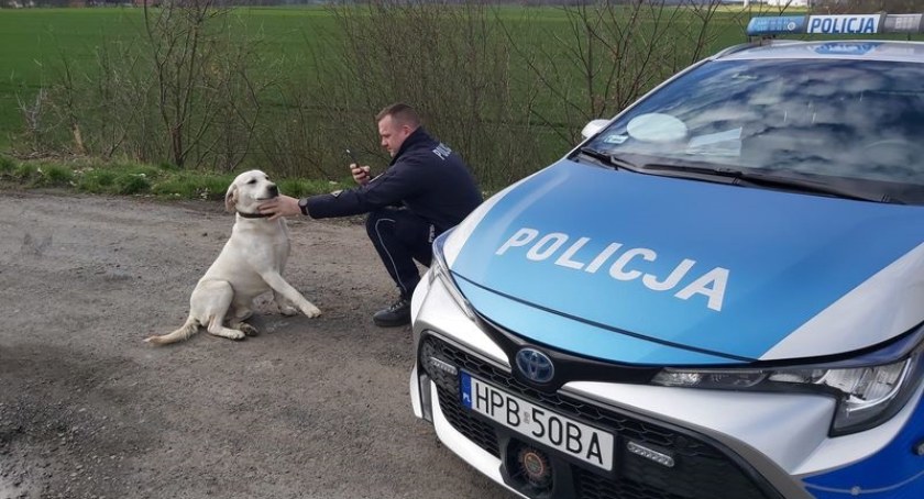 Samotny pies błąkał się przy autostradzie A4