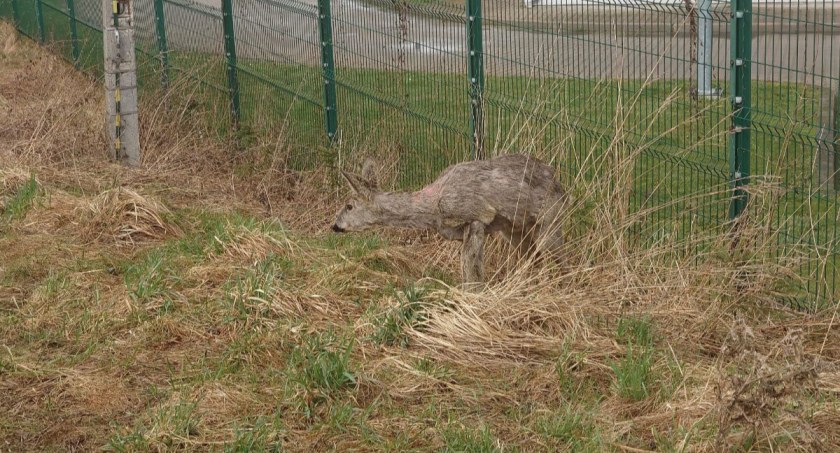 Dzikie zwierzęta giną na jeleniogórskich drogach