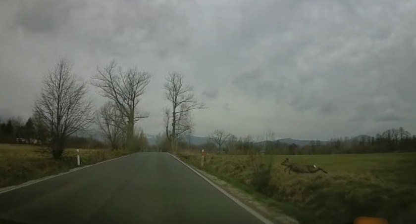 Potrącenie sarny. Uwaga, drastyczne nagranie