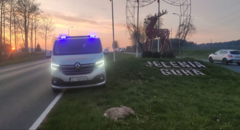 Kolejna sarna potrącona przez samochód