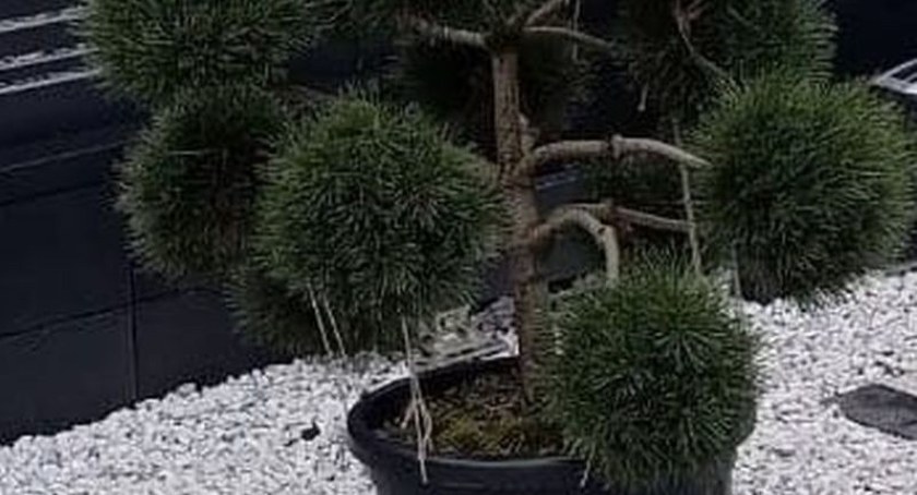 Chciał posadzić w ogrodzie drzewko bonsai. Zamiast kupić, ukradł