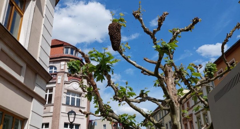 Rój pszczół na drzewku przy Bramie Wojanowskiej