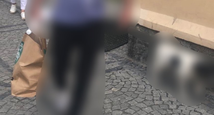 Dziecko pogryzione przez psa trafiło do szpitala