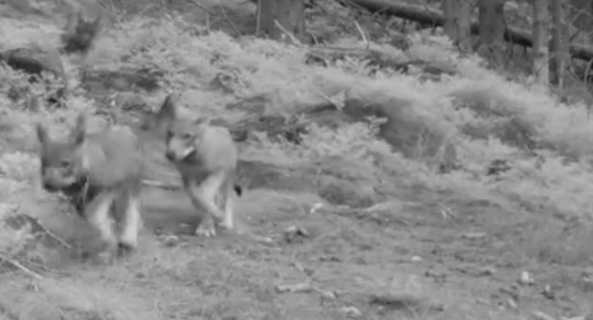 Malutkie Karkonoskie wilczki uchwycone na foto pułapce
