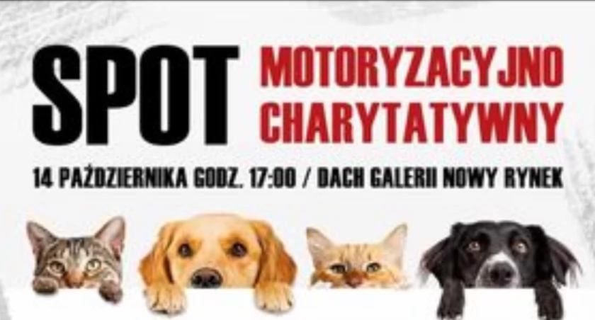 Zlot samochodowy w szczytnym celu. Motomaniacy pomagają zwierzętom
