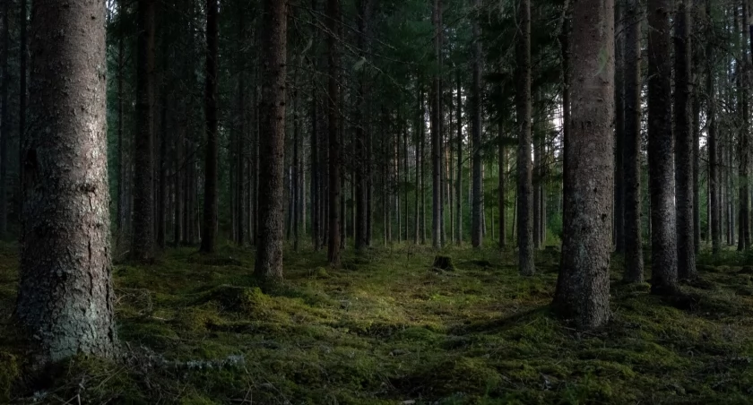 Myśliwy postrzelony w głowę podczas polowania