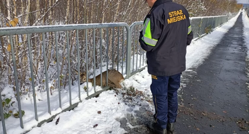 Sarna między szczeblami. Pomogli strażnicy miejscy