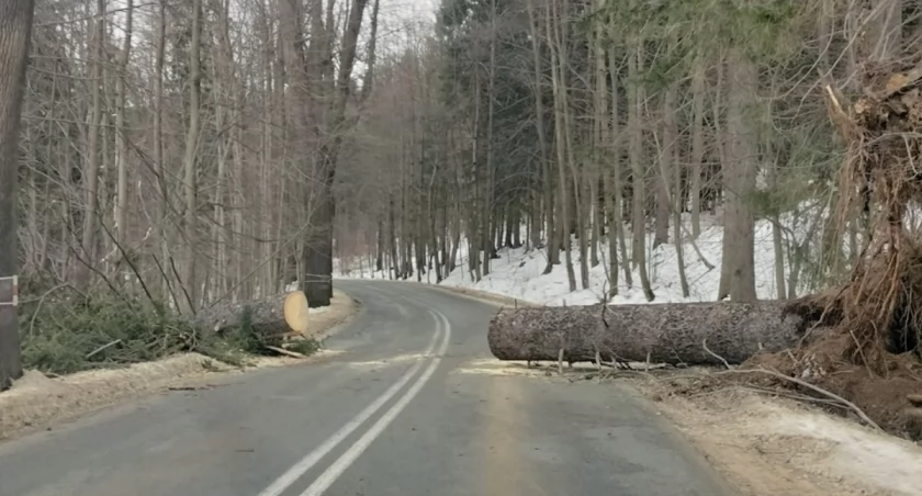 Drzewo na drodze. Przełęcz Kowarska była odcięta