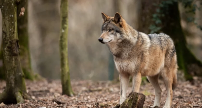 Wilki zadomowiły się w Karkonoszach. Jest się czego bać?