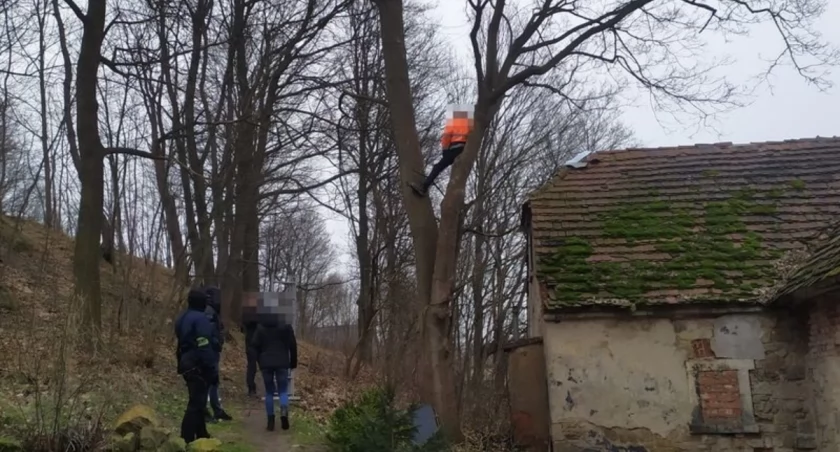 Uciekł policjantom na drzewo