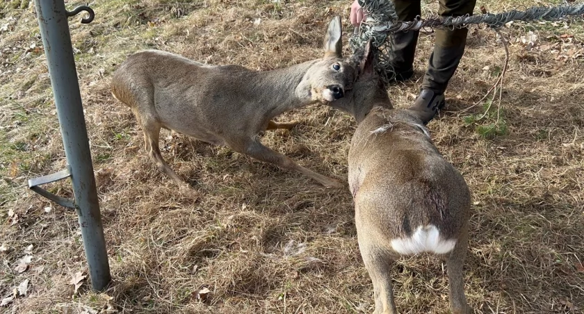 Szklarska Poręba - Dwa młode koziołki zaplątane w siatkę uratowane przez służby miejskie.