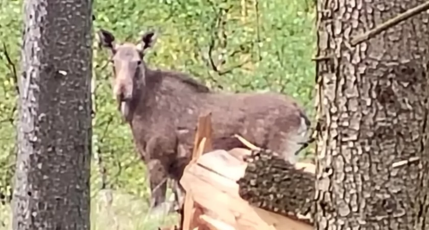 Nietypowy gość w okolicach Krzeszowa