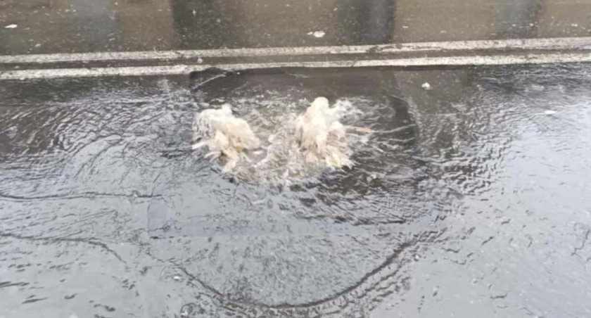 Ścieki znów zalały miasto
