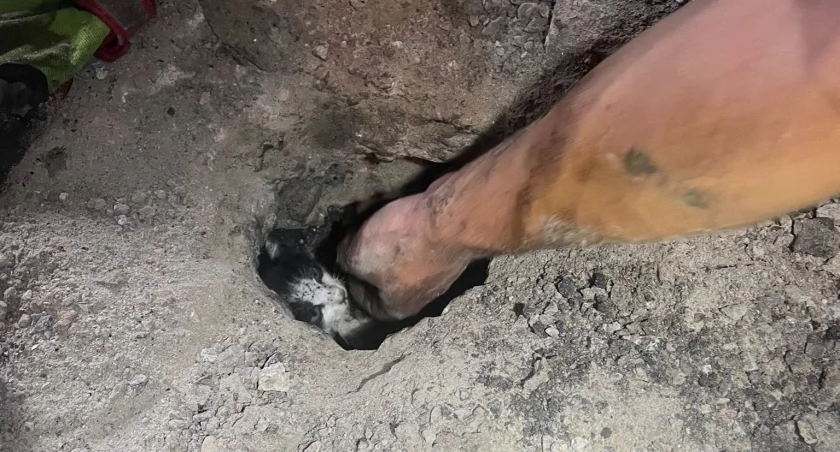Malutki kotek wpadł do odpływu deszczówki. Uratowali go strażacy