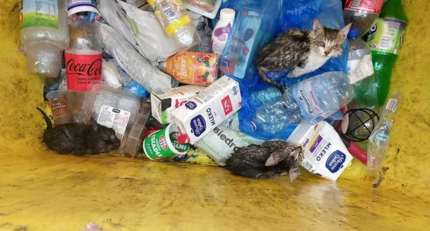 Piechowice : Ktoś wyrzucił na śmietnik malutkie kotki?