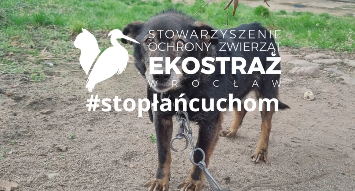 Stop łańcuchom. Ekostraż zbiera podpisy pod petycją w Szklarskiej Porębie