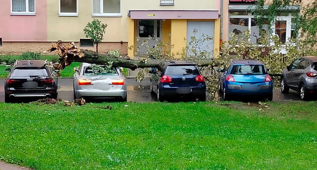 Zabobrze : Drzewo runęło na zaparkowane samochody