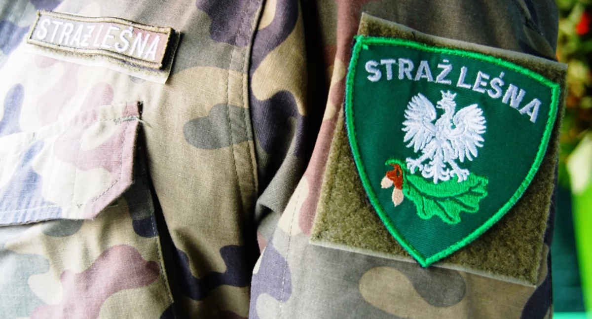 5 lat więzienia za nielegalne pozyskanie gałązek jodłowych na stroik?