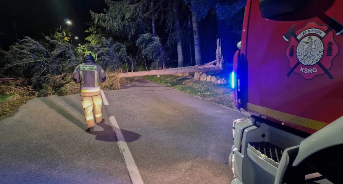 Powalone drzewa skutkiem silnego wiatru. Strażacy mają pełne ręce pracy