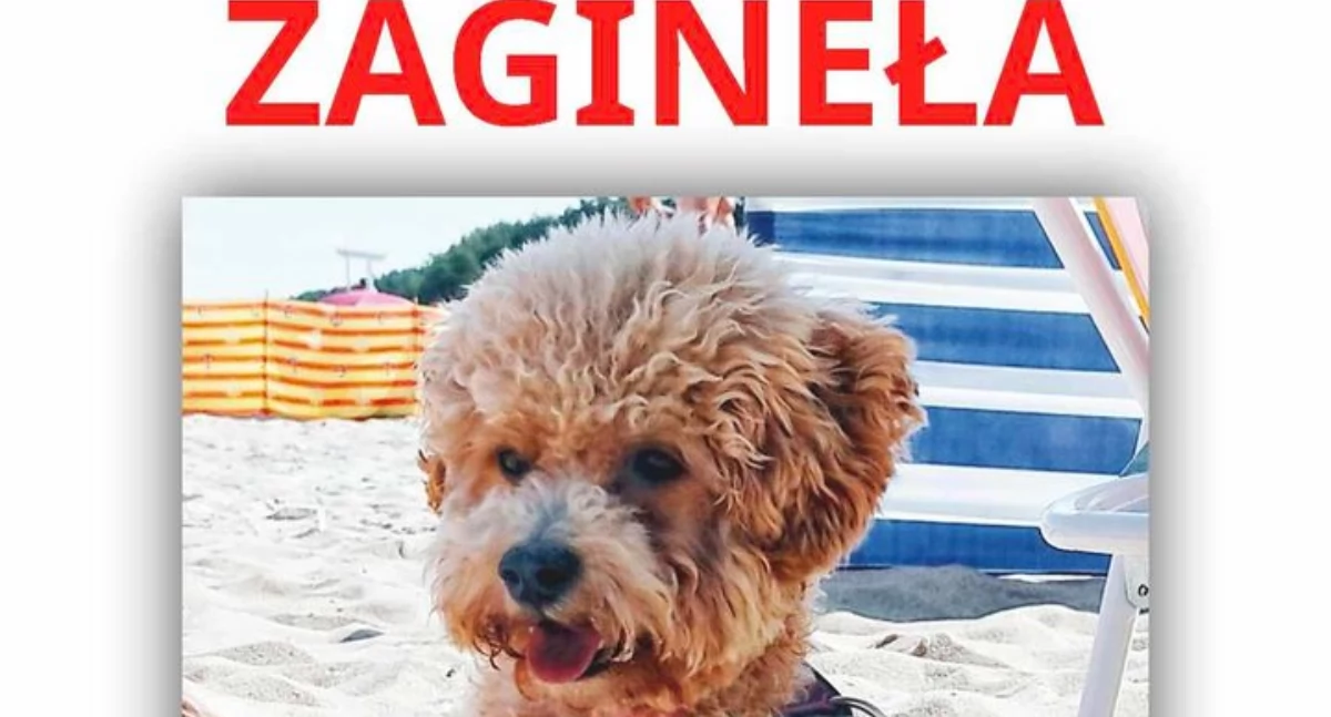 W Siedlęcinie zaginęła suczka. Pomóżmy jej wrócić do domu.