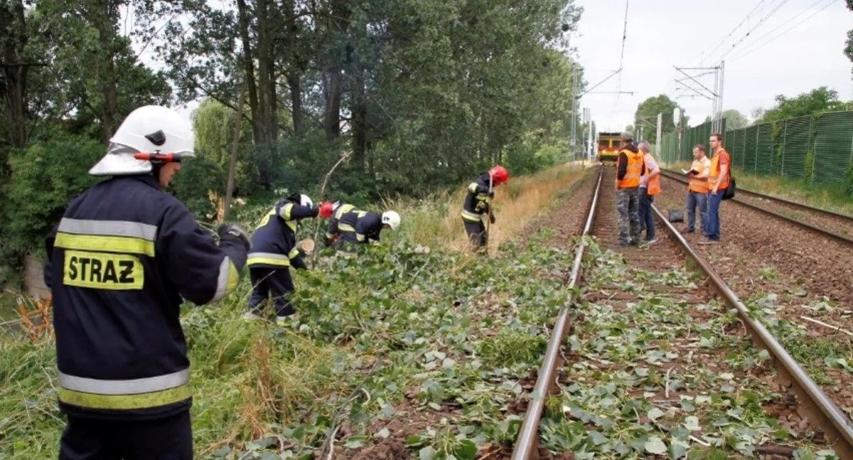 Pociąg uderzył w drzewo
