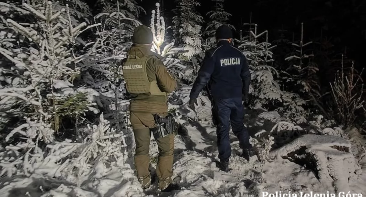 Nielegalna wycinka choinek pod lupą mundurowych