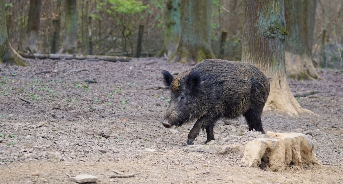 Dziki w Świeradowie-Zdroju – coraz większy problem dla mieszkańców i turystów