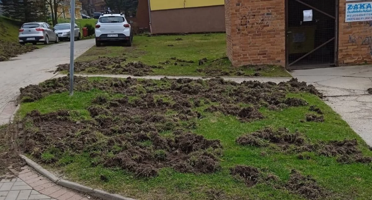 Dzikie porządki na osiedlu – mieszkańcy Szklarskiej Poręby zaniepokojeni