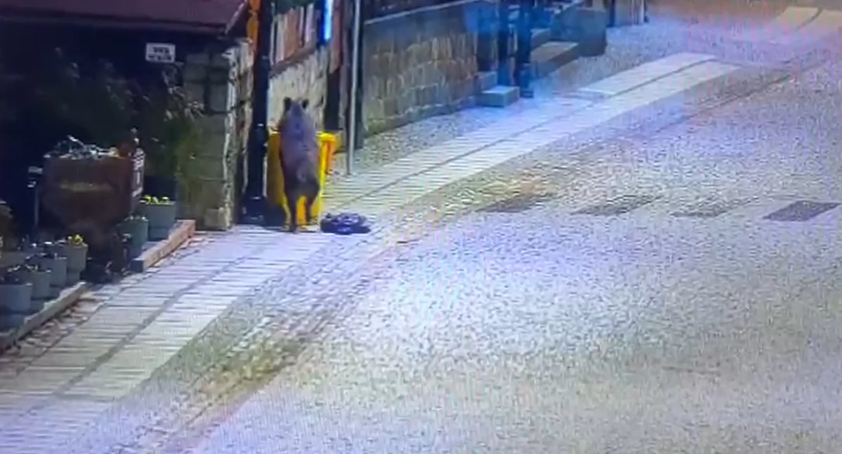 Dzik szperał w śmietniku w centrum Szklarskiej Poręby