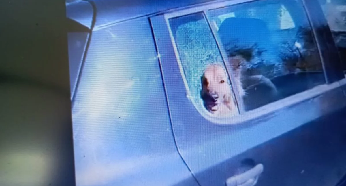 Policjanci ze Szklarskiej Poręby uratowali psa z rozgrzanego auta