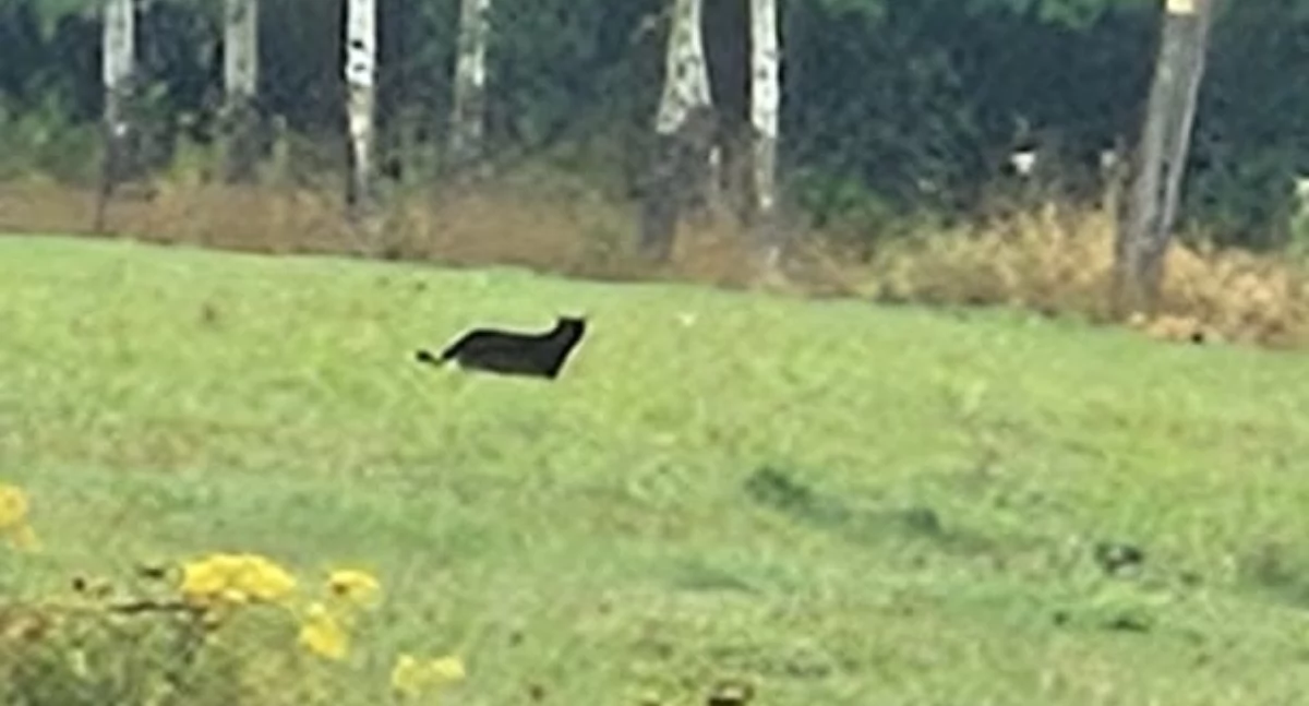 Puma w Wojanowie. Mieszkańcy, zachowajcie ostrożność!