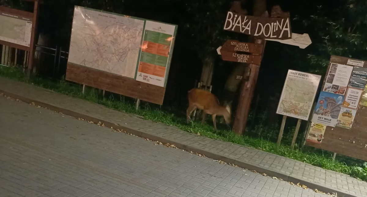 Kiedy leśne ścieżki prowadzą do miasta. Łania pod dworcem kolejowym w Szklarskiej Porębie