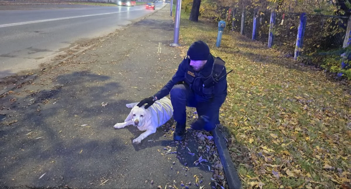 Labrador leżał na chodniku. Nie był w stanie samodzielnie się poruszać