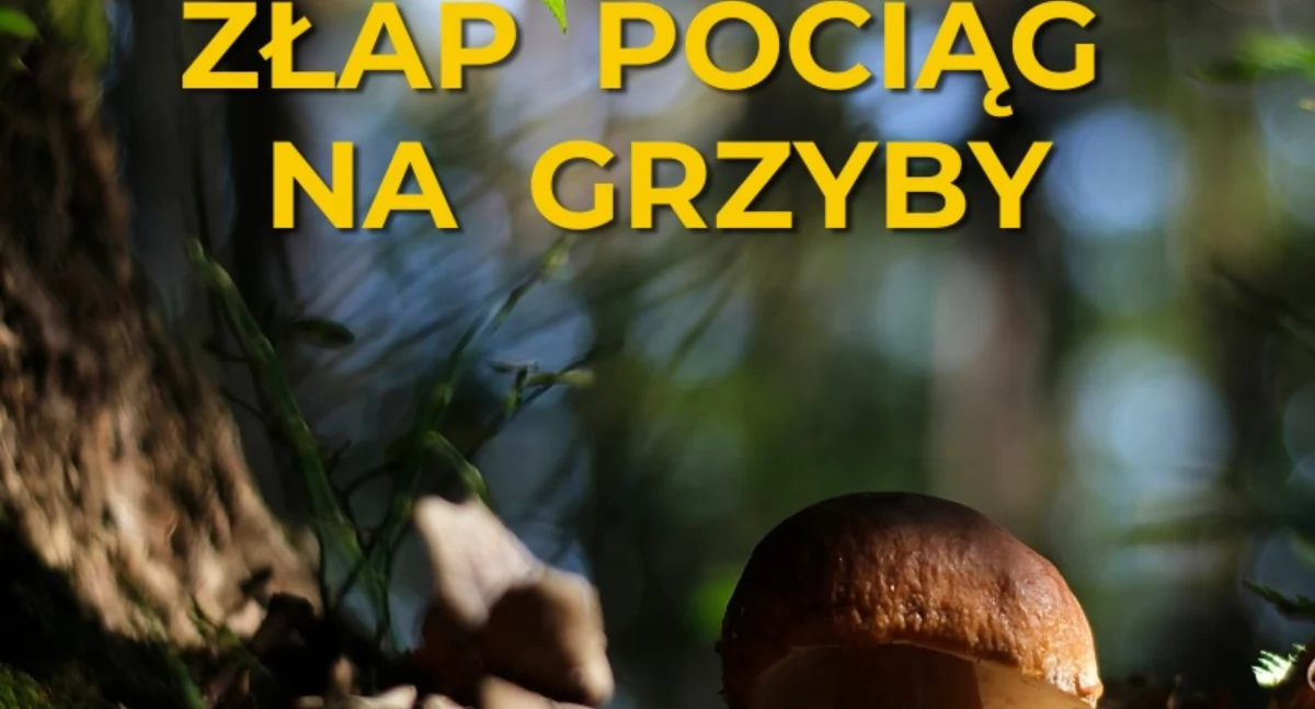 Pociągiem Kolei Dolnośląskich na grzyby? Czemu nie!