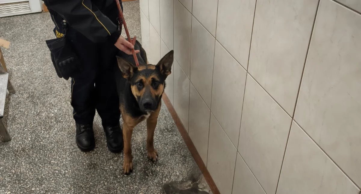Zagubiony piesek trafił do schroniska, w którym czeka na właściciela