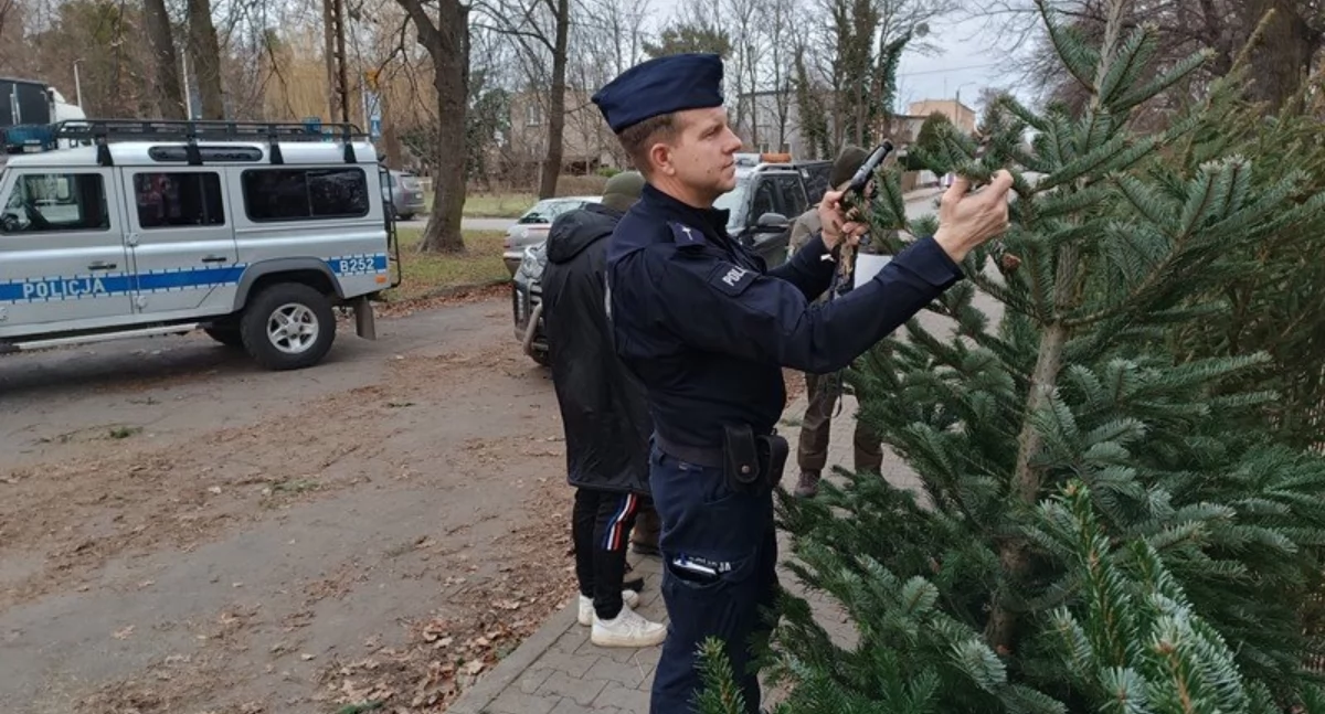 Choinka tylko z legalnego źródła. Policja zapowiada kontrole przed świętami